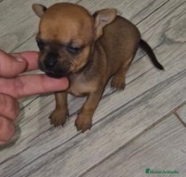 Chihuahua perros - Anuncio 1