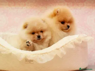 Pomerania perros pomerania - Anuncio 16