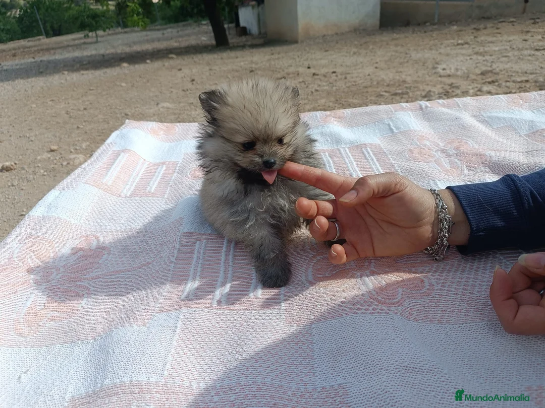 Pomerania perros en venta: POMERANIA LINDA HEMBRITA - Anuncio 4
