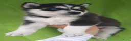 Husky Siberiano perros en venta: HUSKY  - Anuncio 1