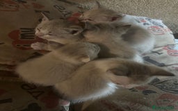 Siamés gatos en adopcion: Gato adopcion - Imagen 2