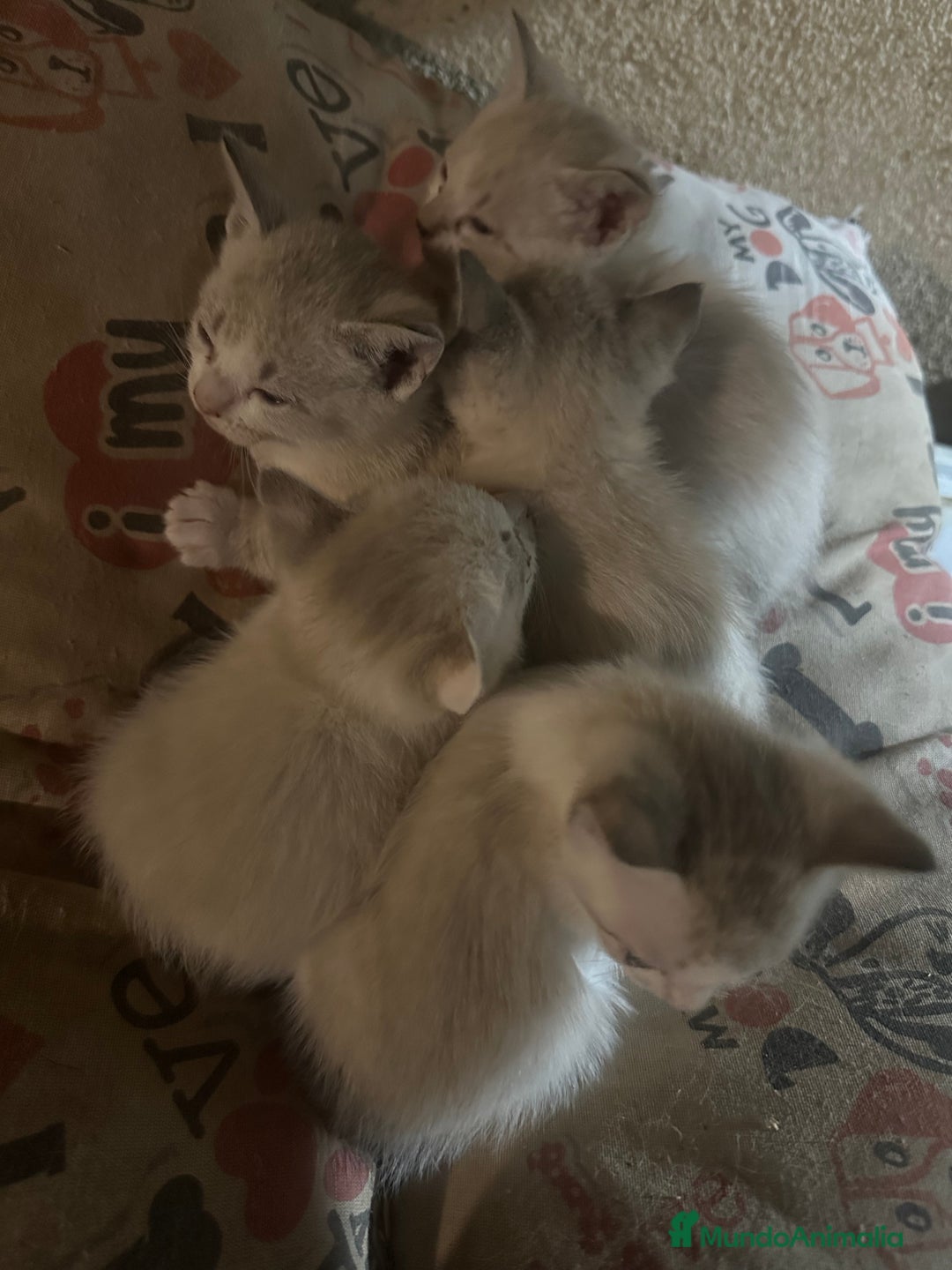 Siamés gatos en adopcion: Gato adopcion - Imagen 2