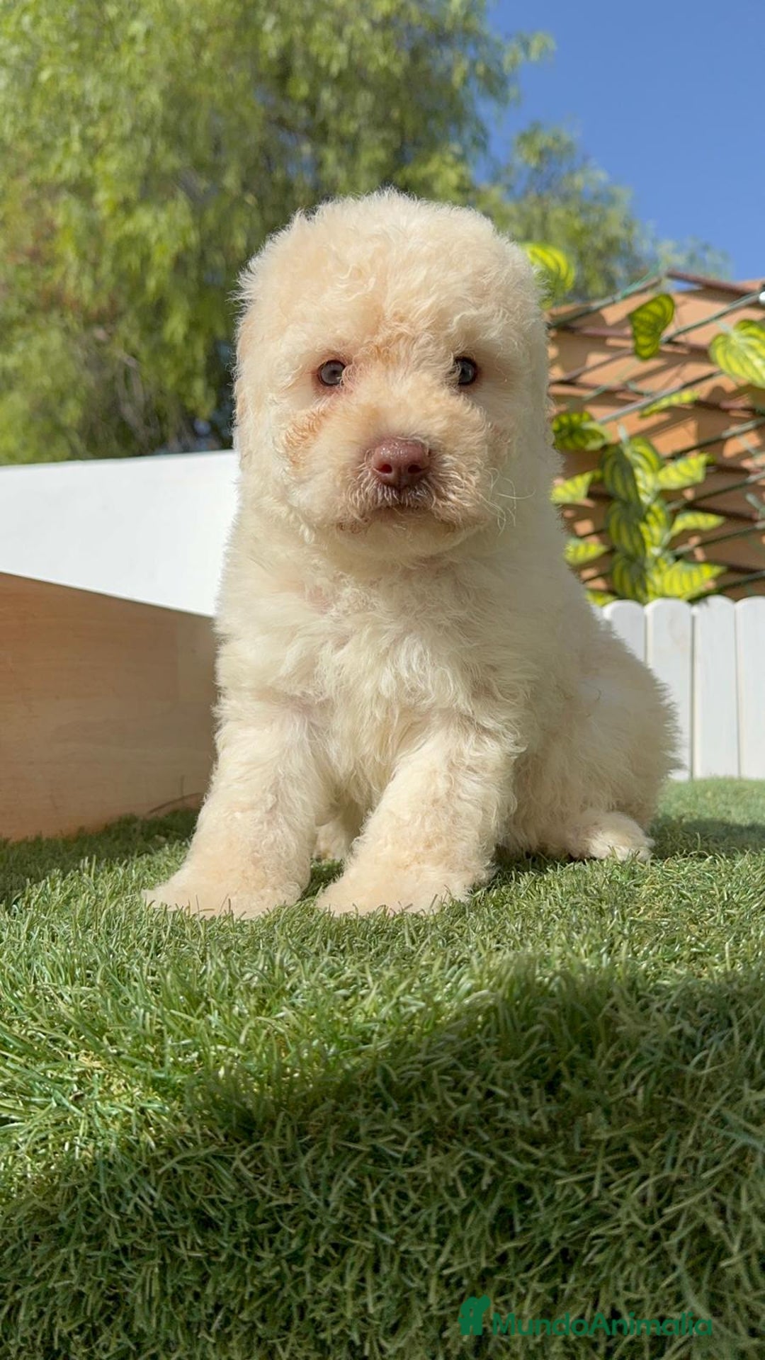 Perro de Agua Español perros en venta: PERRO DE AGUA ESPAÑOL HEMBRA - Imagen 7
