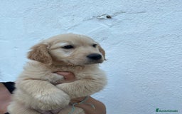 Golden Retriever perros en venta: golden retriever  - Imagen 2