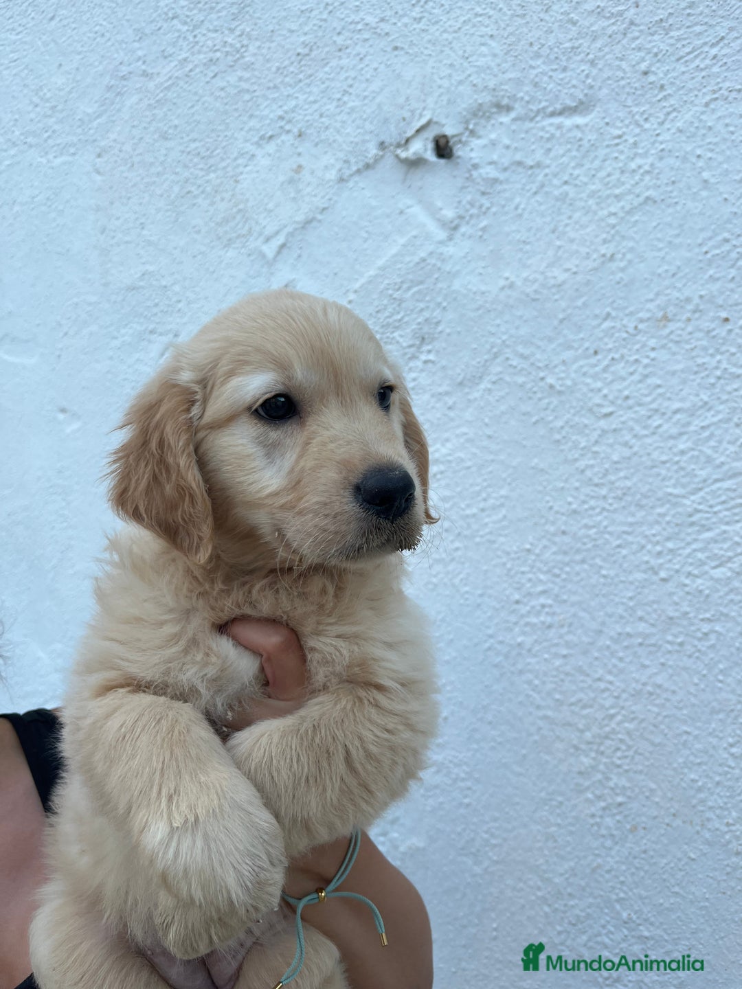 Golden Retriever perros en venta: golden retriever  - Imagen 2