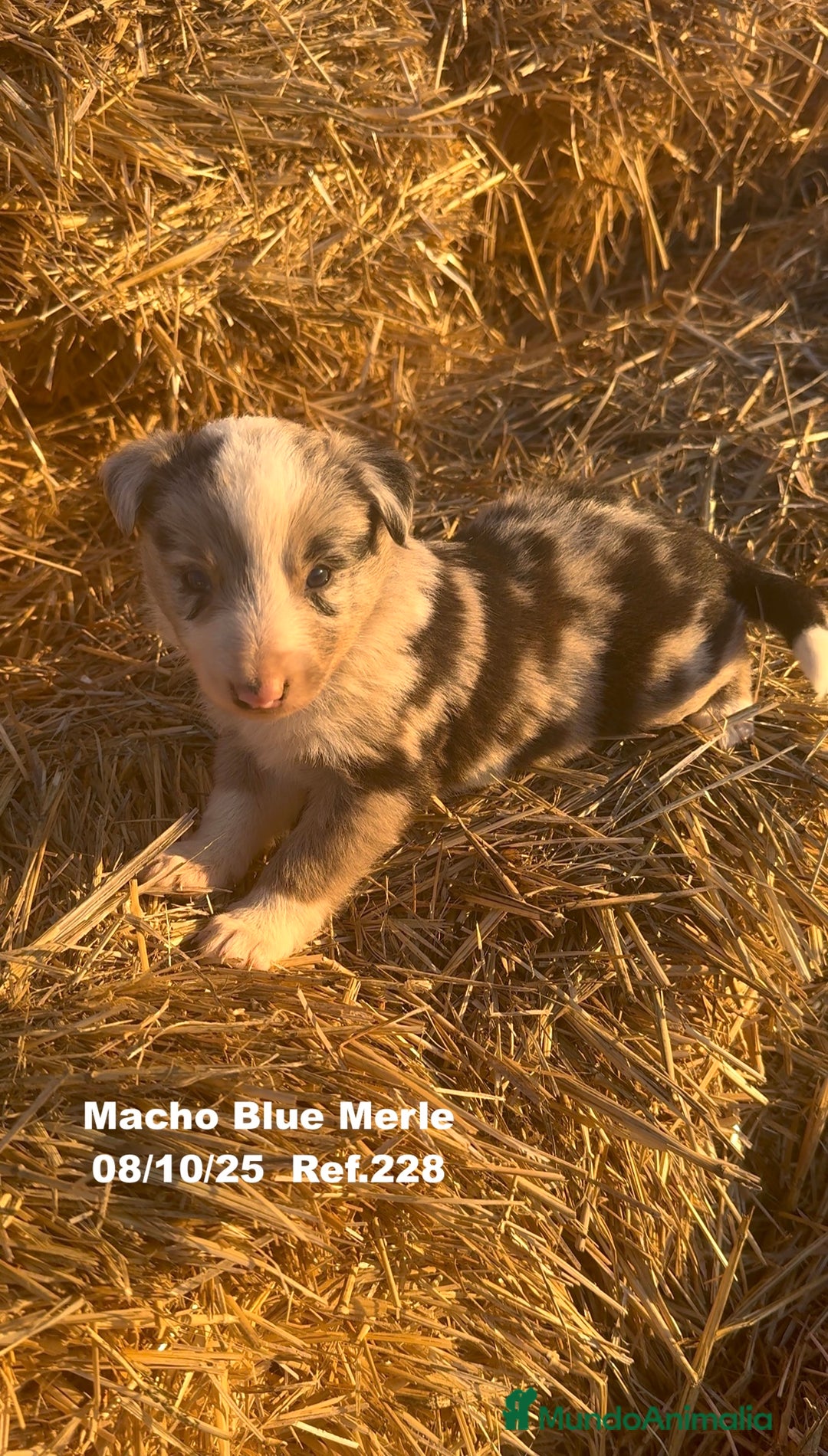 Border Collie perros en venta: Border Collie Blue Merle - Anuncio 26