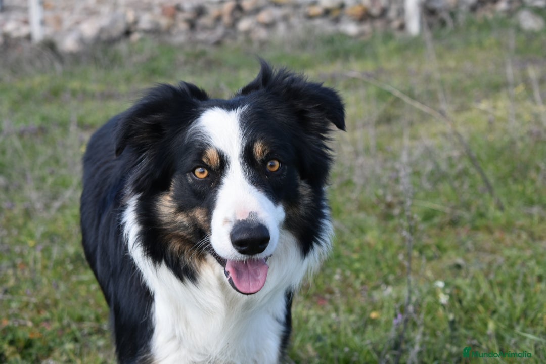 Border Collie perros en venta: Border Collie Calidad - Imagen 3