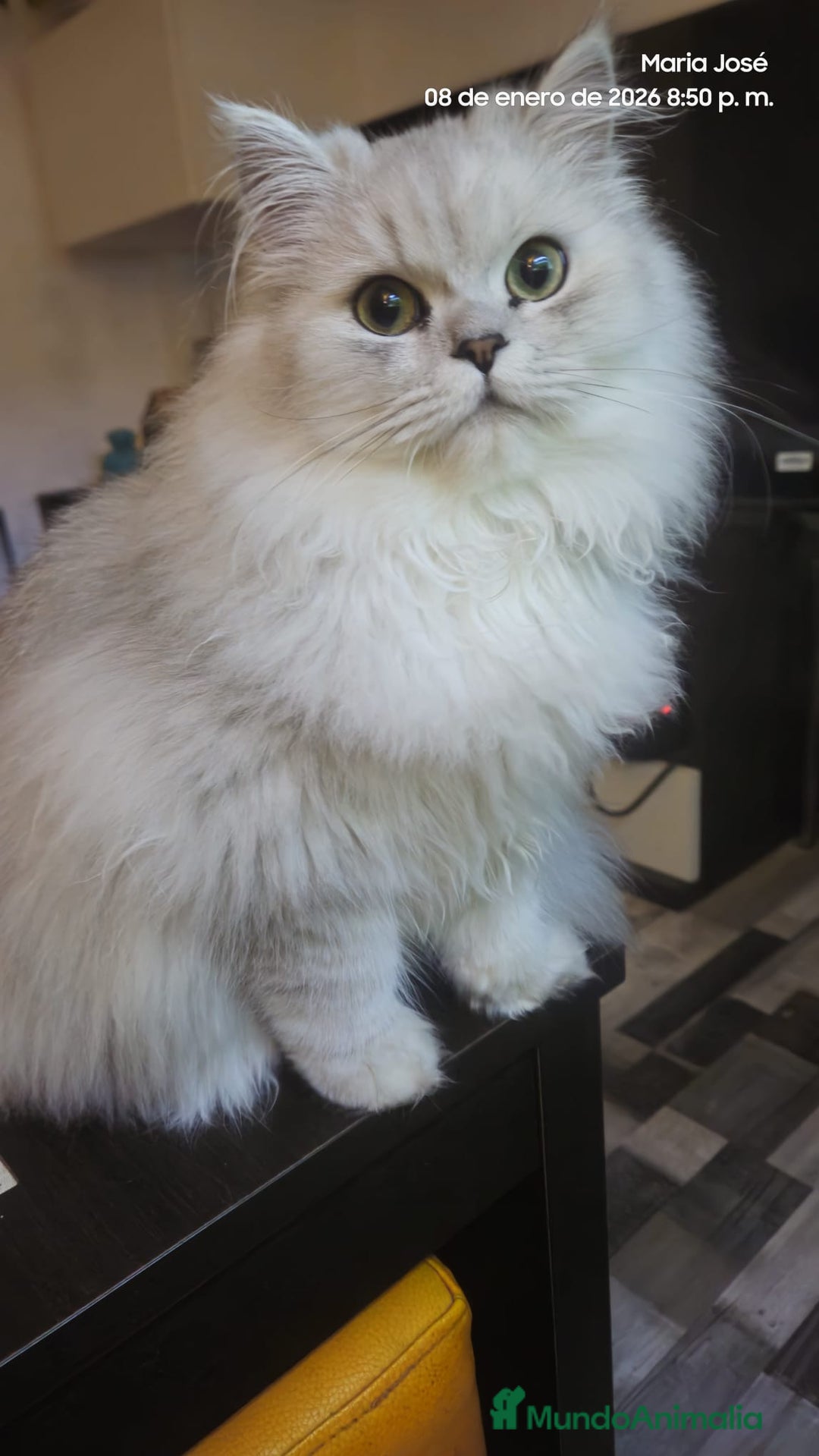 Persa gatos en venta: Persa chinchilla  - Anuncio 4