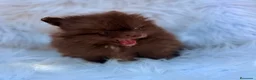 Pomerania perros en venta: POMERANIA MINI CHOCOLATES EXCLUSIVOS - Anuncio 4