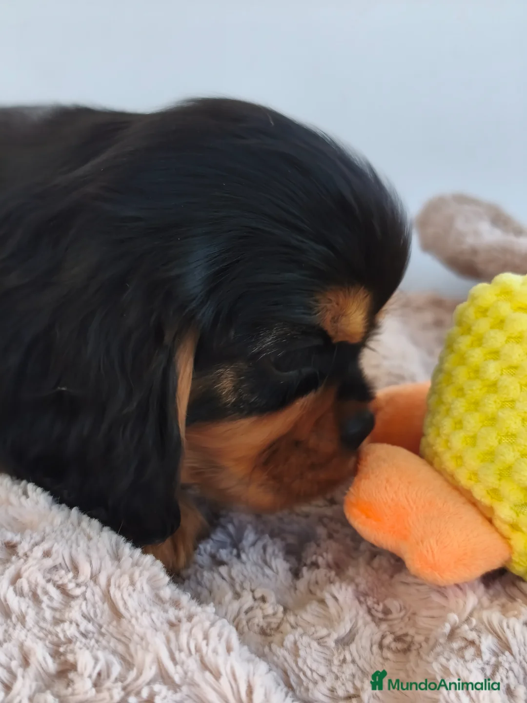 Cavalier King Charles Spaniel perros en venta: Cavalier negro fuego y ruby - Anuncio 10
