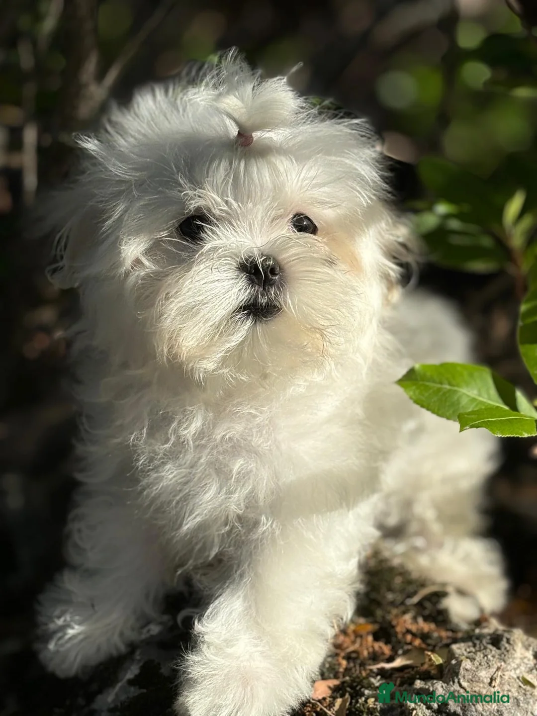 Bichón Maltés perros en venta: Bichon Maltés  - Anuncio 1