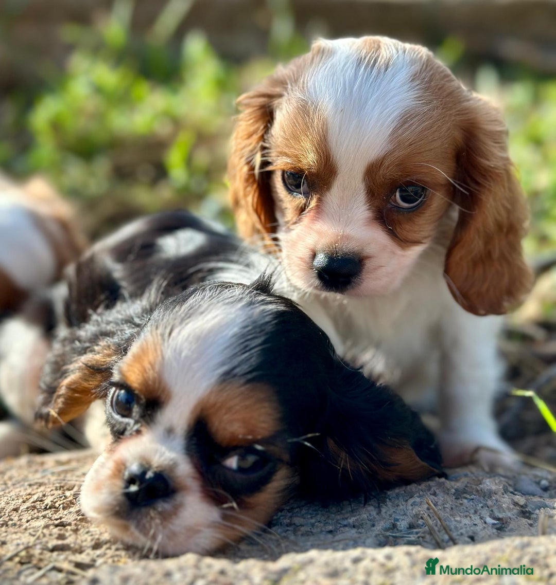 Cavalier King Charles Spaniel perros en venta: Cavaller king  - Imagen 8