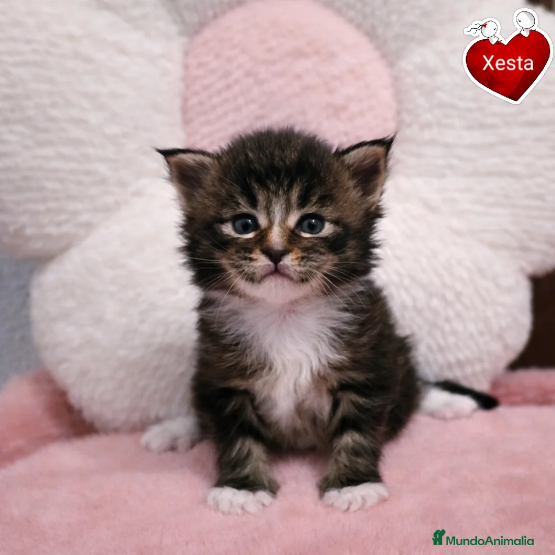 Maine Coon gatos en venta: Gatitos maine coon - Anuncio 2