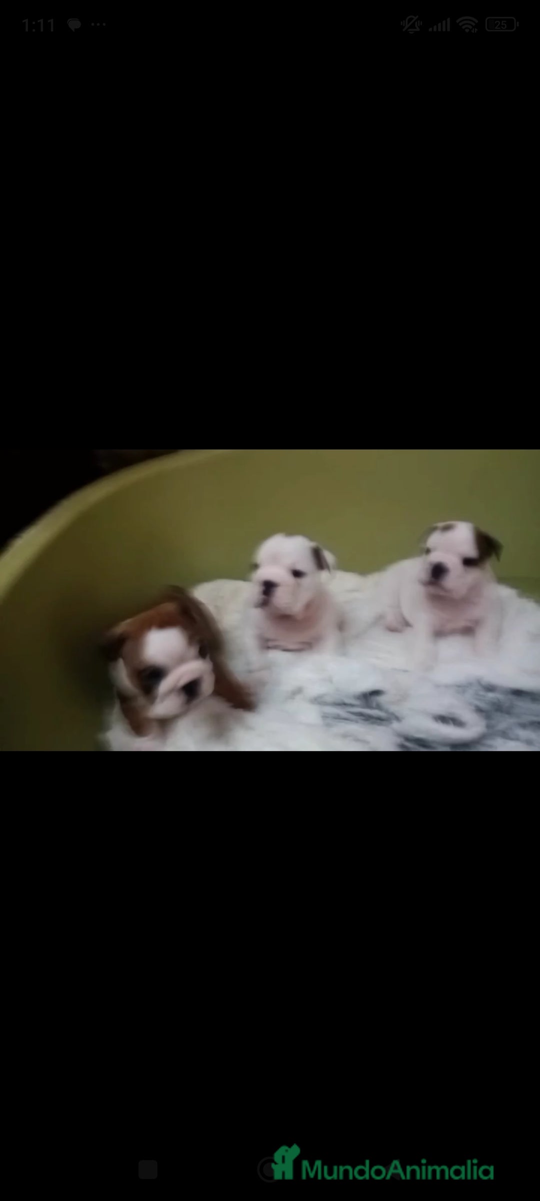 Bulldog Inglés perros en venta: Bulldog ingles  - Anuncio 5