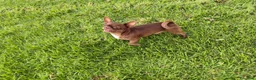 Chihuahua perros en venta: Chihuahuas macho - Anuncio 5