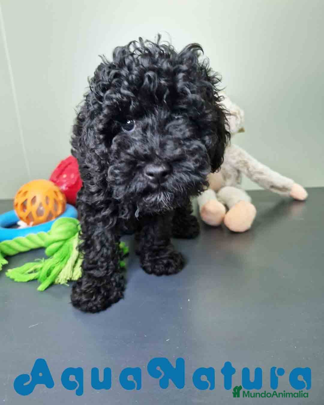 Caniche Enano perros en venta: Caniche Hembra CJMM 4801 AQUANATURA - Imagen 9