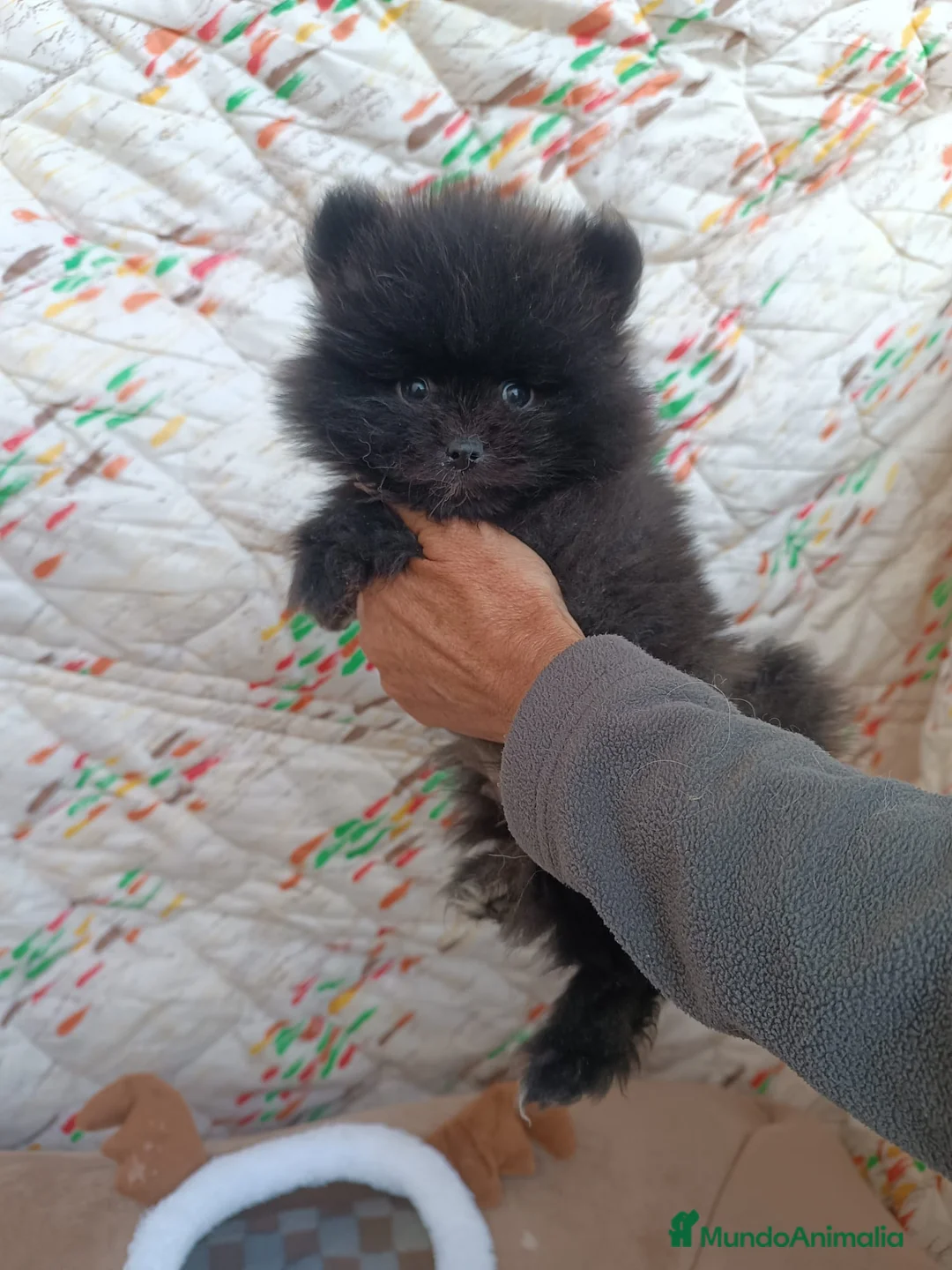 Pomerania perros en venta: POMERANIA MACHITO TOY  - Anuncio 2