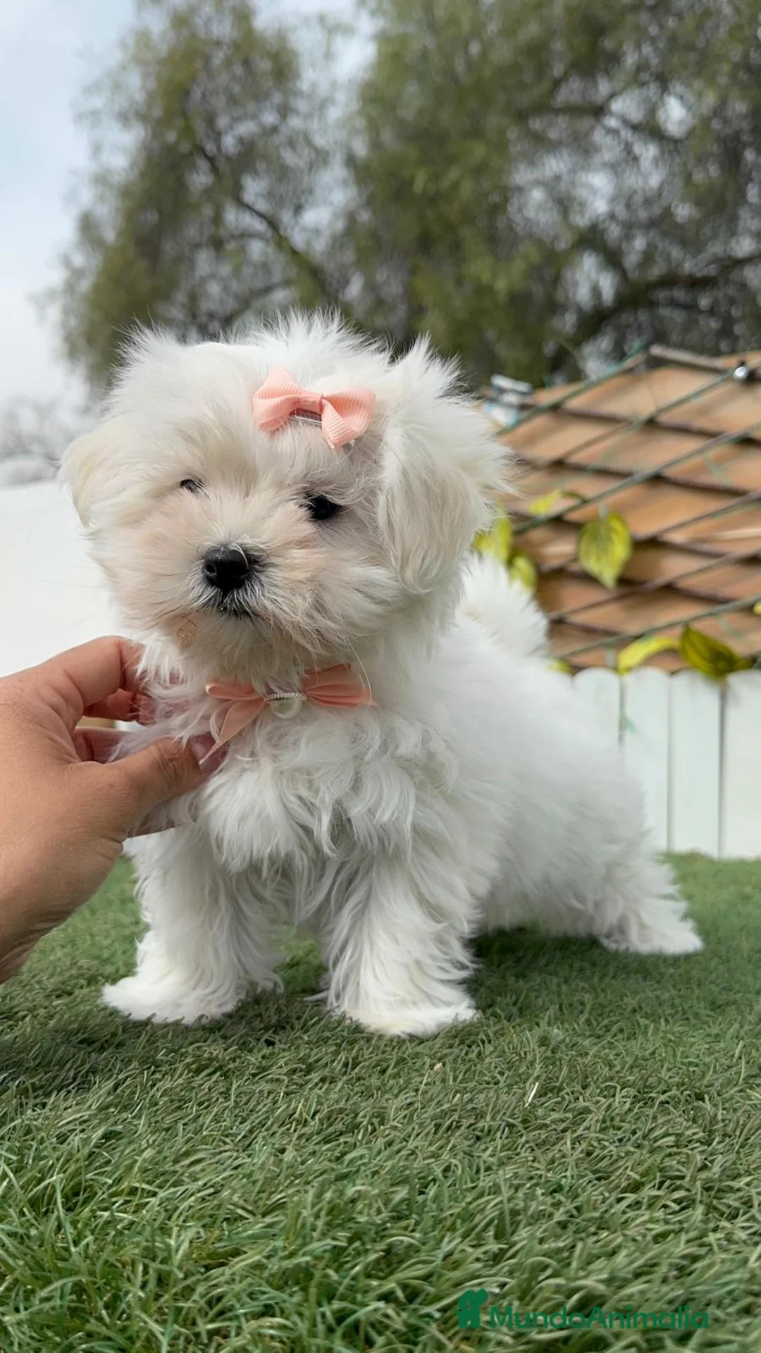 Bichón Maltés perros en venta: BICHON MALTES HEMBRA - Anuncio 1