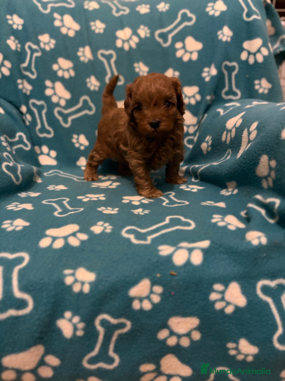 Caniche Toy perros en venta: Caniche rojo - Anuncio 3