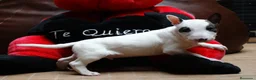 Bull Terrier perros en venta: BULL TERRIER - Anuncio 2