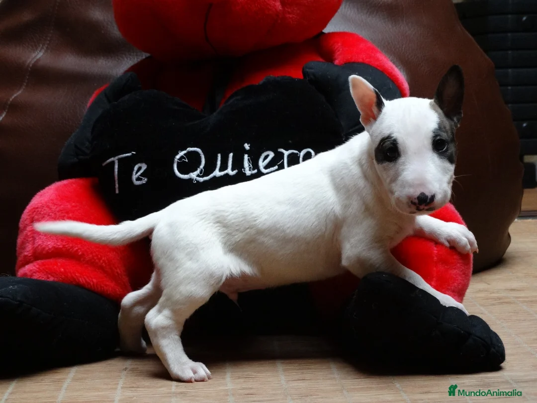 Bull Terrier perros en venta: BULL TERRIER - Anuncio 2