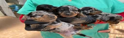 Teckel perros en venta: Camada Teckel  - Anuncio 3