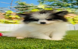Pomerania perros en venta: POMERANIA HEMBRA - Imagen 13