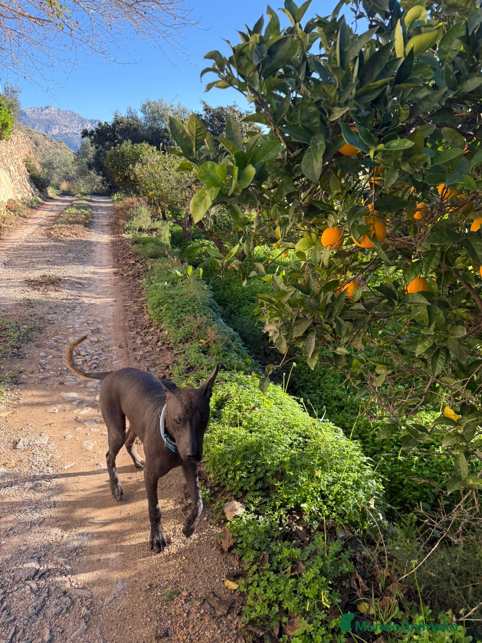 Xoloitzcuintle - Perro Sin Pelo Mexicano perros Xoloitzcuintli  - Anuncio 2