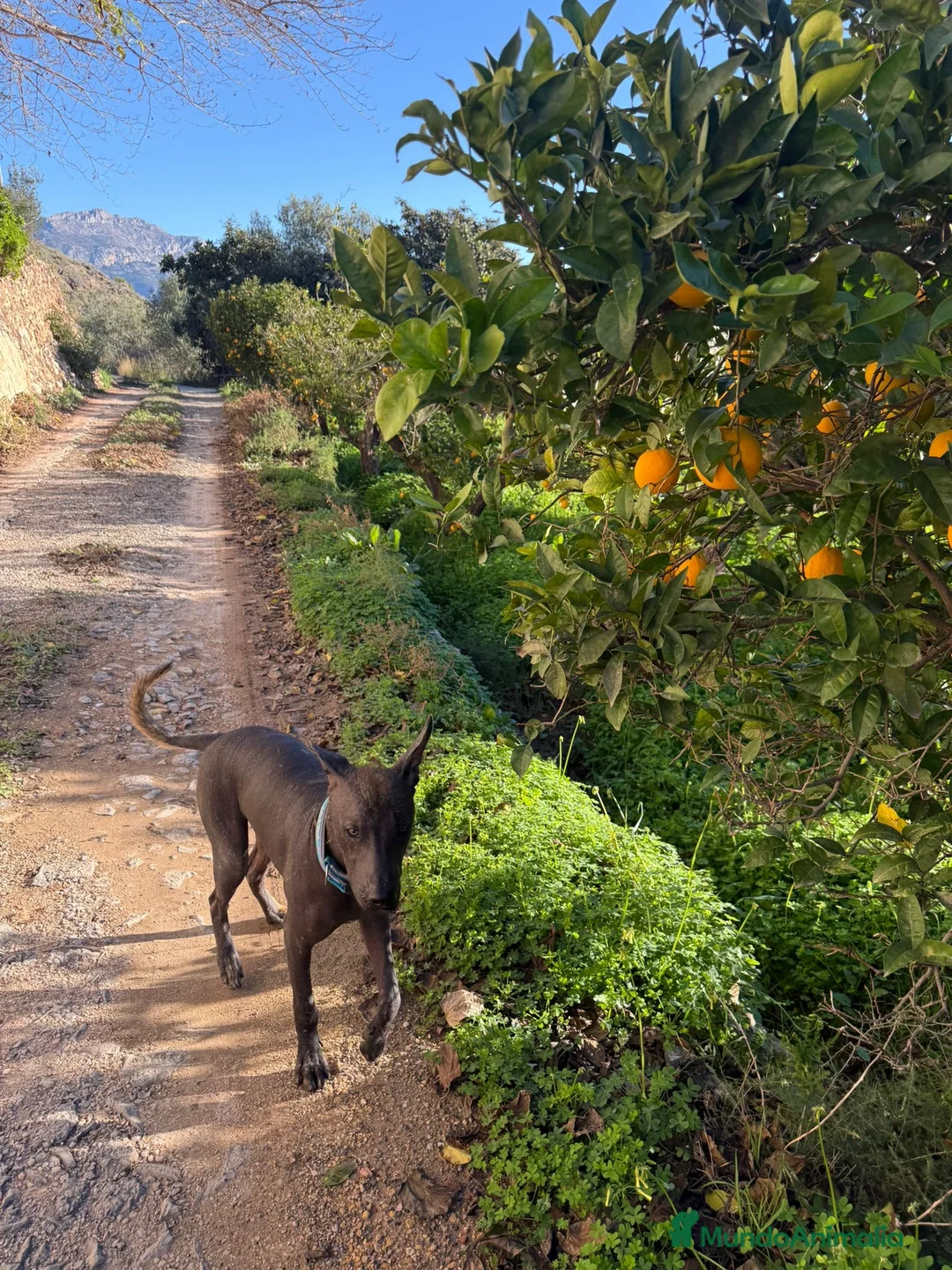Xoloitzcuintle - Perro Sin Pelo Mexicano perros en venta: Xoloitzcuintli  - Anuncio 2