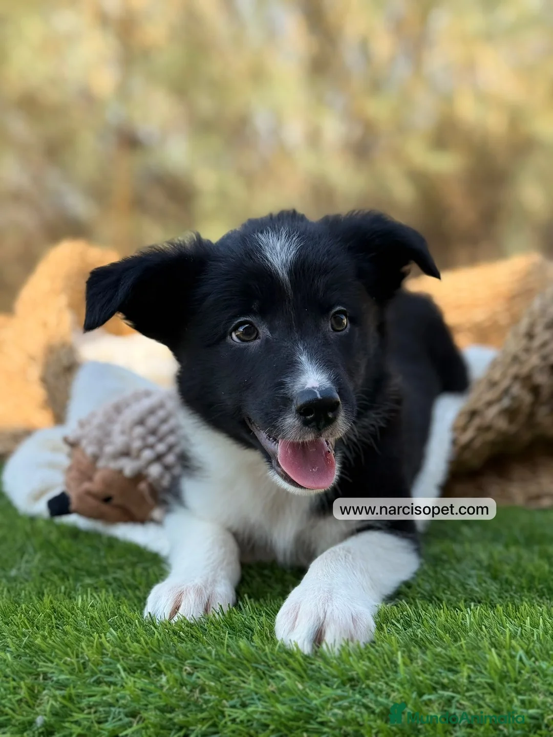 Border Collie perros en venta: BORDER COLLIE MACHO - Anuncio 2