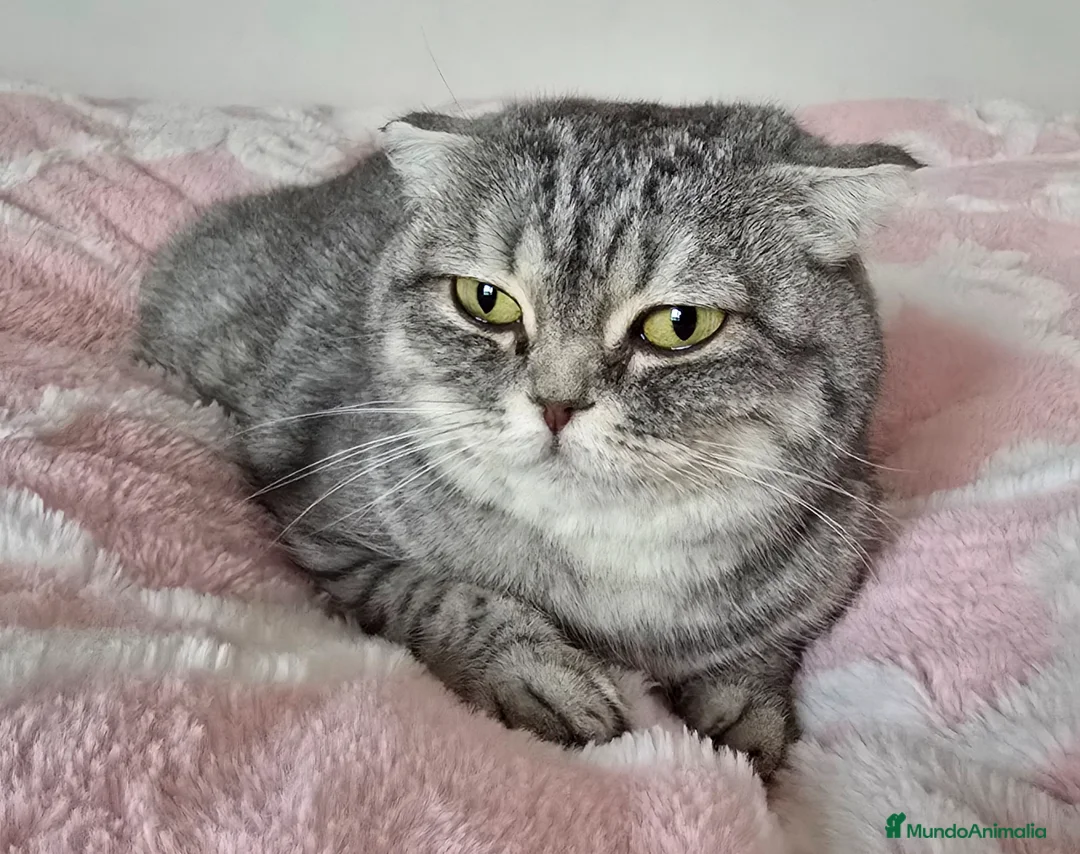 Scottish Straight gatos en venta: Gatcot.com - Anuncio 1