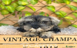Schnauzer Miniatura perros en venta: Camada de Antía - Imagen 5