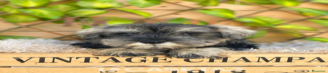 Schnauzer Miniatura Cachorro 3791