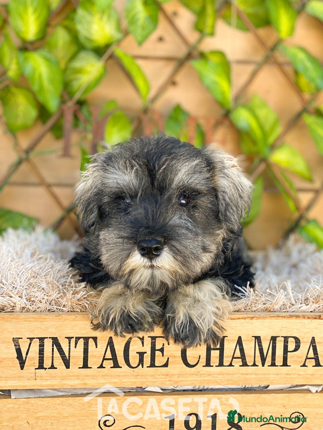 Schnauzer Miniatura perros en venta: Camada de Antía - Imagen 5