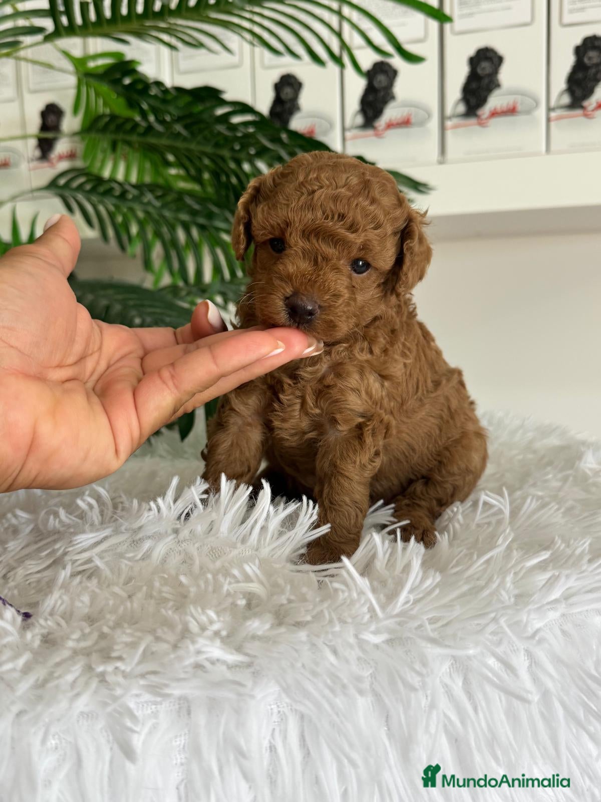 Caniche Toy perros en venta: CANICHE ROJO - Anuncio 12
