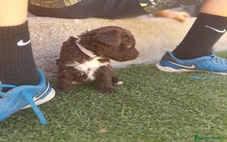 Perro de Agua Español perros en venta: PERROS DE AGUA - Imagen 9