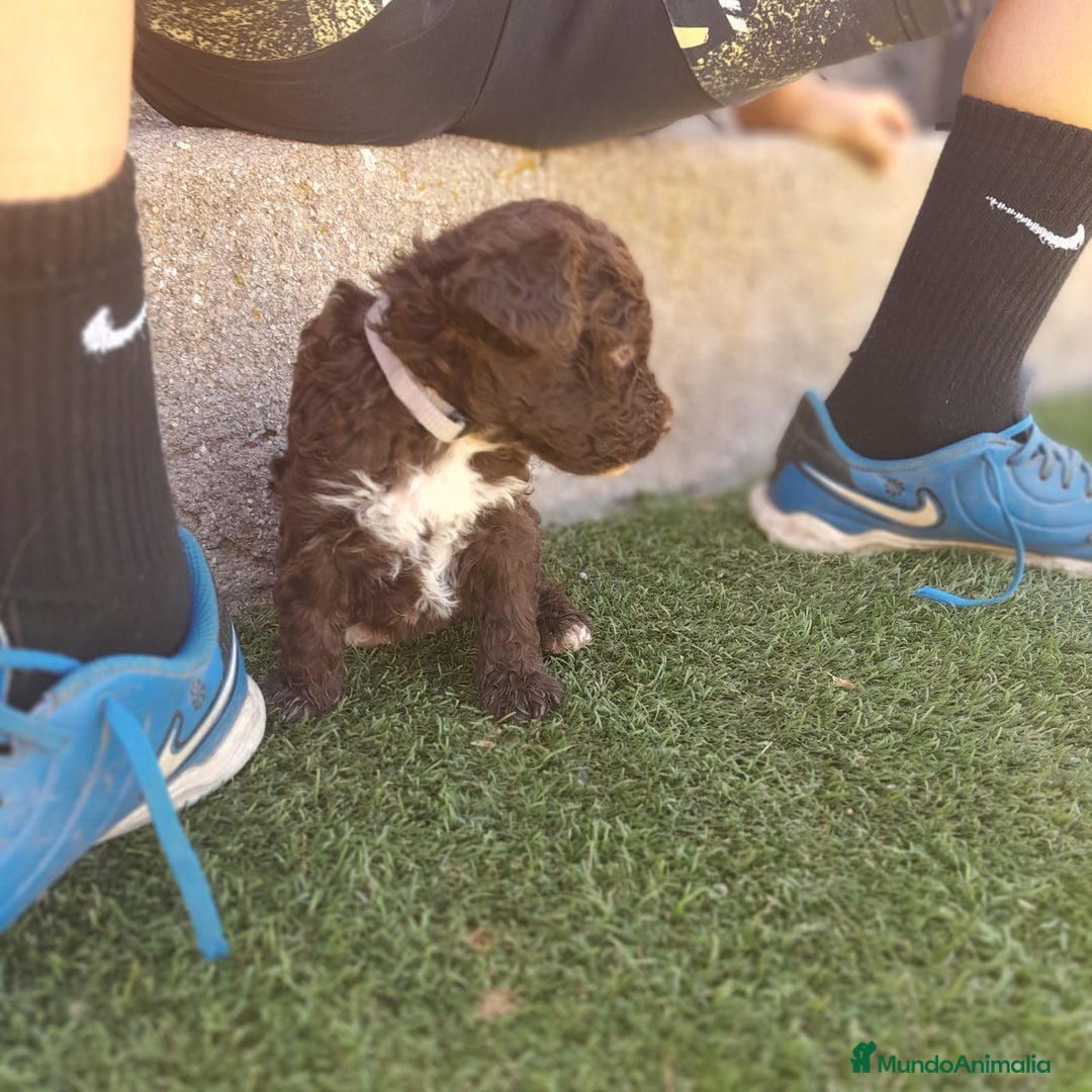 Perro de Agua Español perros en venta: PERROS DE AGUA - Imagen 9