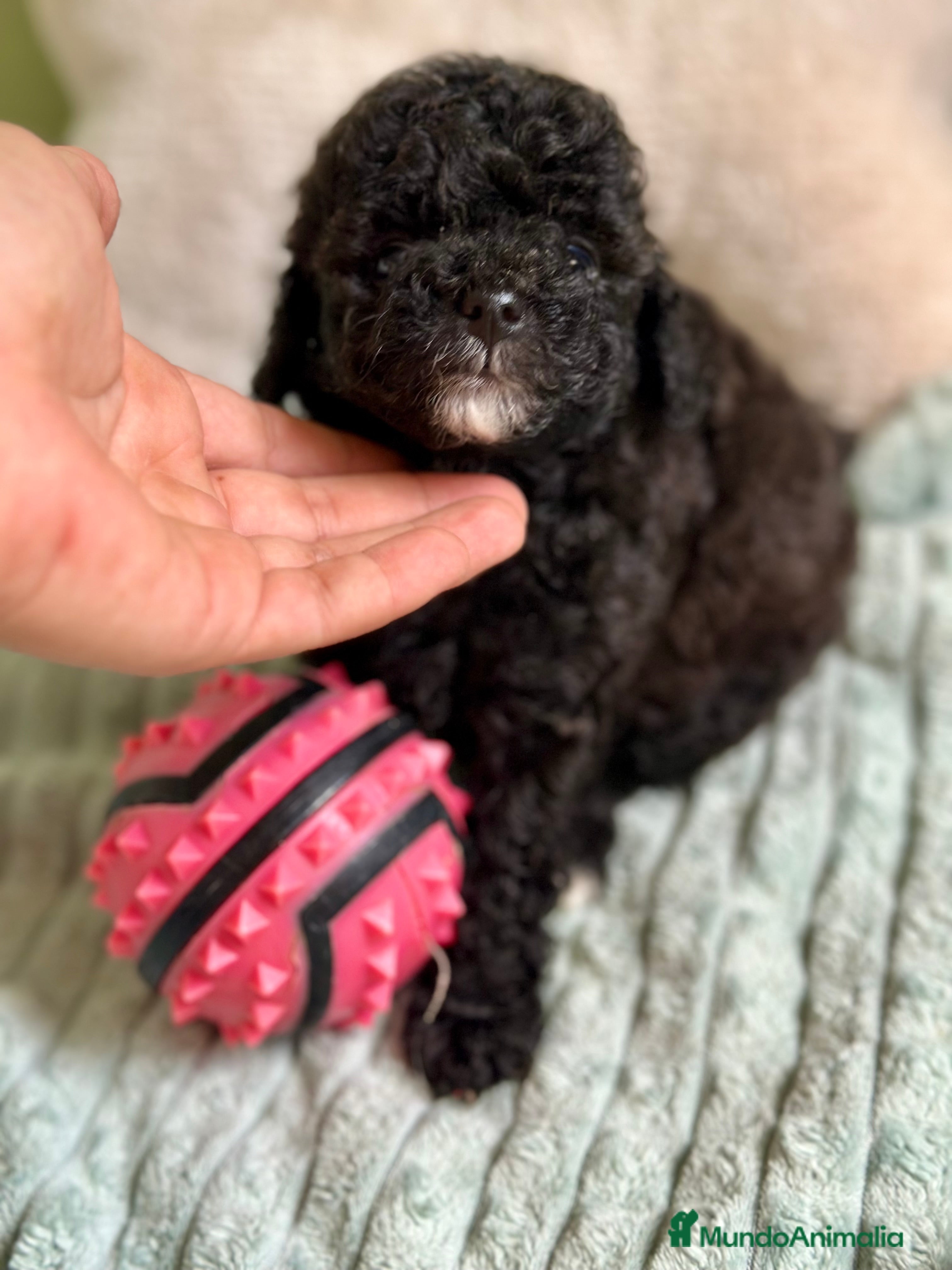 Caniche Toy perros CANICHE TOY NEGROS DISPONIBLES - Anuncio 1