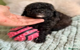 Caniche Toy perros en venta: CANICHE TOY NEGROS DISPONIBLES - Imagen 1