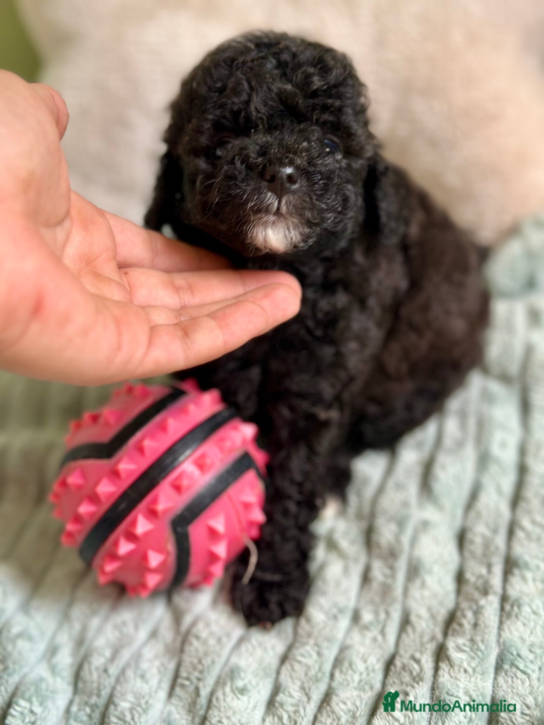 Caniche Toy perros en venta: CANICHE TOY NEGROS DISPONIBLES - Imagen 1
