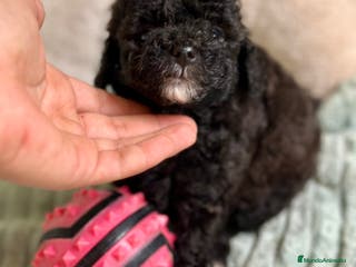Caniche Toy perros CANICHE TOY NEGROS DISPONIBLES - Anuncio 1