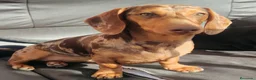 Teckel Miniatura perros en venta: Última hembra arlequín chocolate  disponible   - Anuncio 9