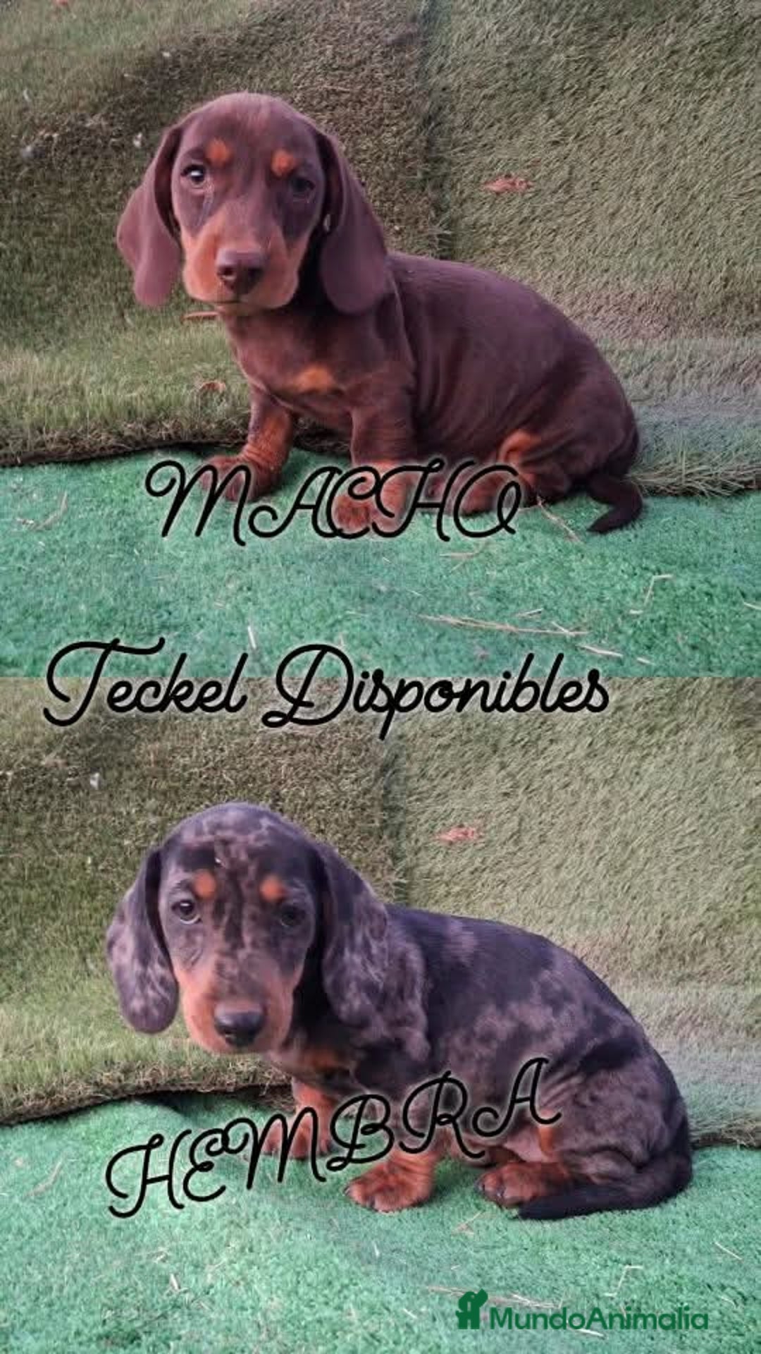 Teckel perros en venta: Teckel pelo fino - Imagen 2