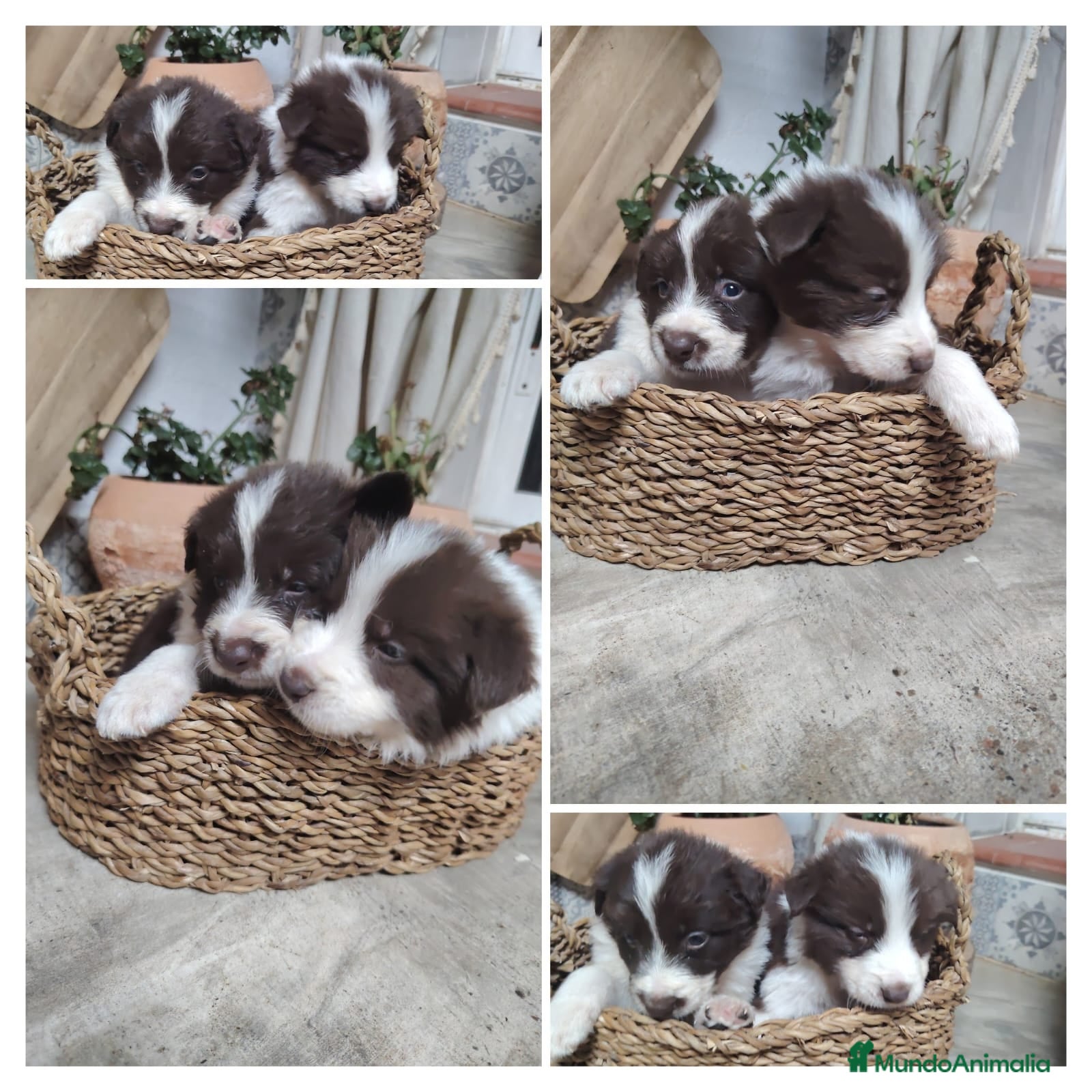 Border Collie perros Cachorros border collie chocolate y red merle - Anuncio 3