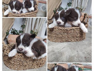 Border Collie perros Cachorros border collie chocolate y red merle - Anuncio 10