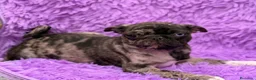 Carlino - Pug perros en venta: Carlino - pug exóticas  - Anuncio 1