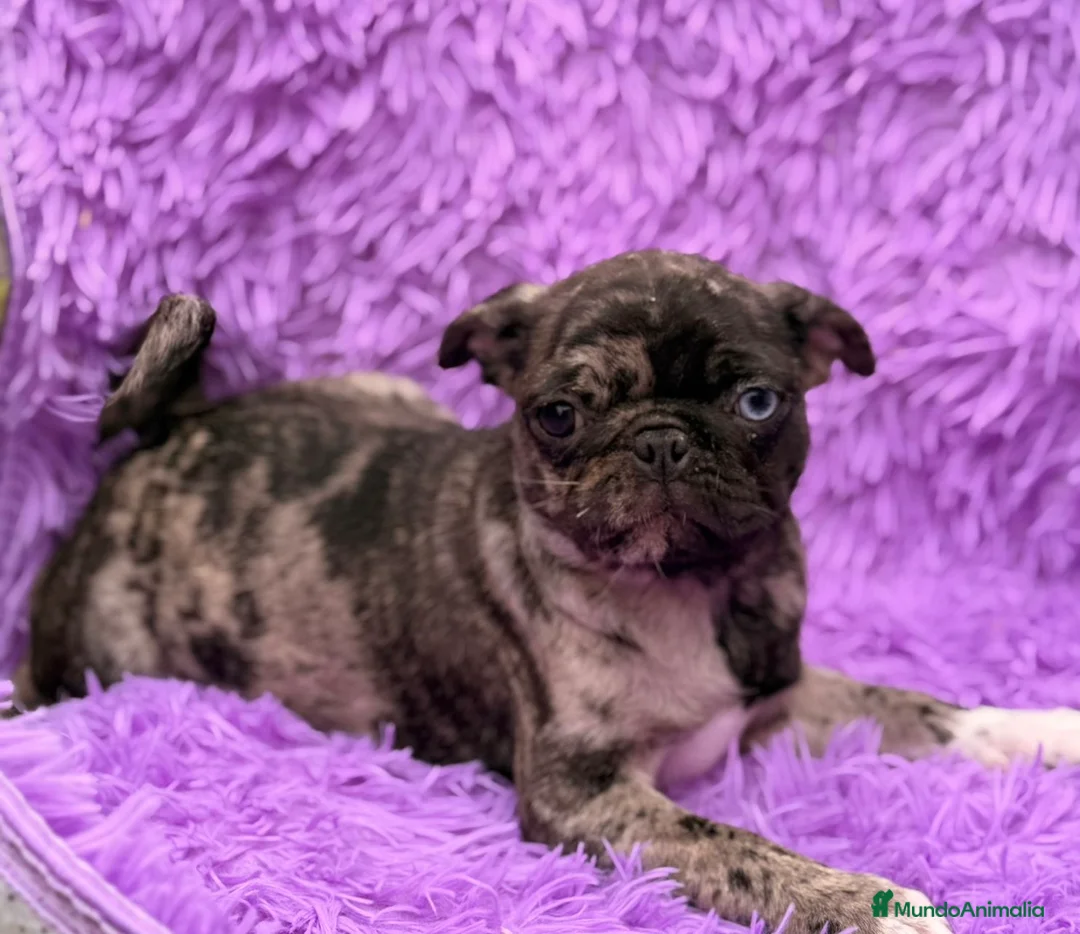 Carlino - Pug perros en venta: Carlino - pug exóticas  - Anuncio 1