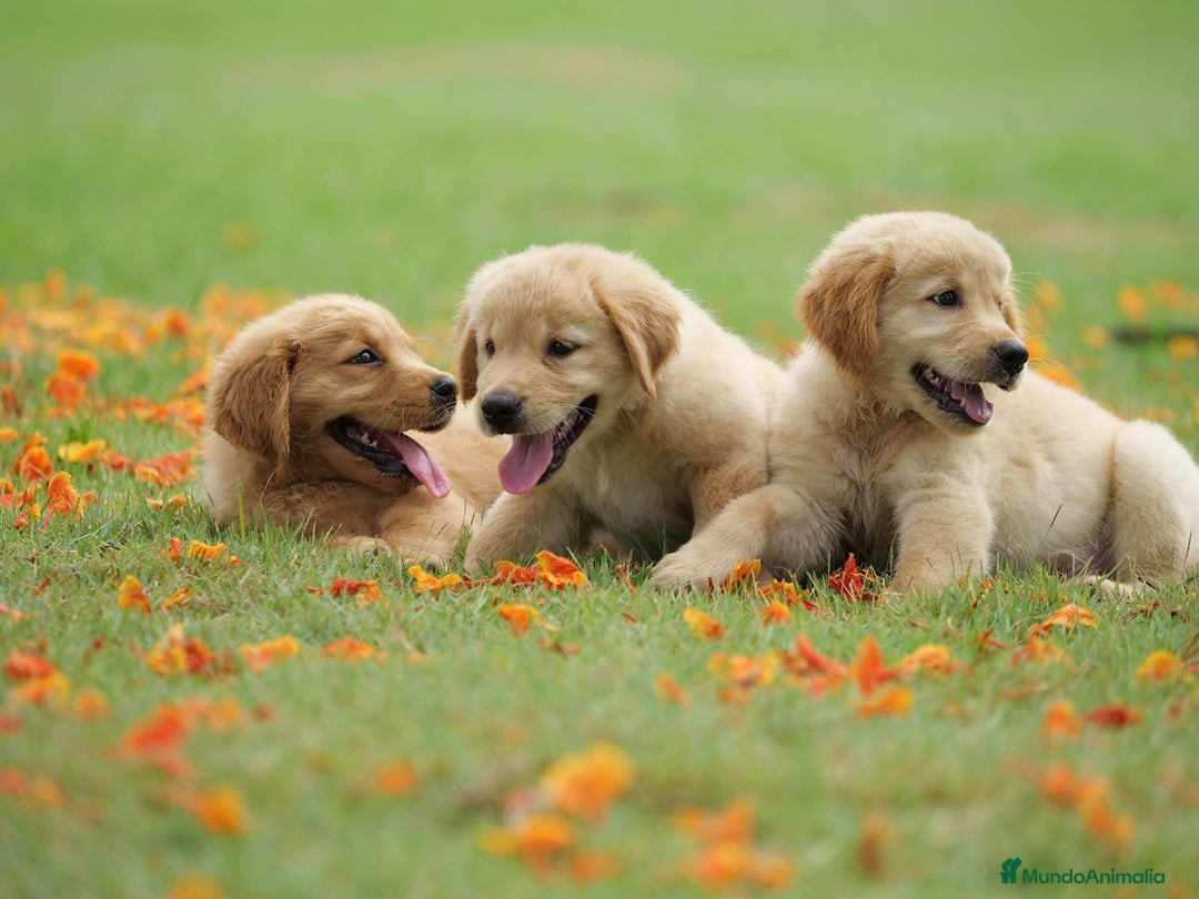 Golden Retriever perros en venta: Achuchable cachorrito de Golden Retriever - Imagen 1