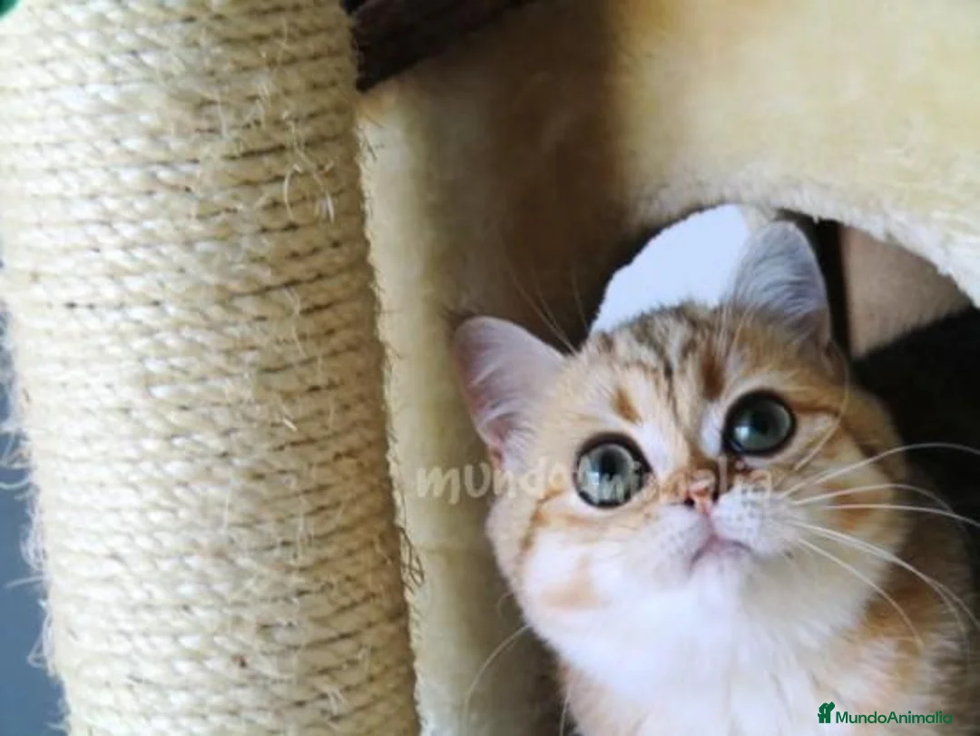 Imagen de galería {{count}}