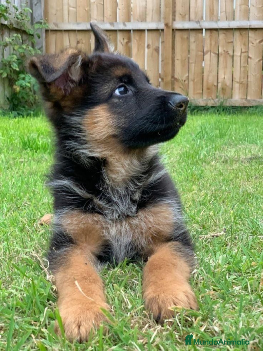 Pastor Alemán perros en venta: PASTOR ALEMÁN - Imagen 1
